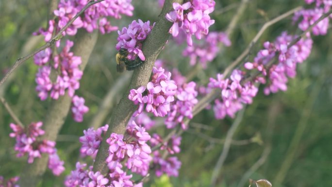 蜜蜂 采花 采蜜 紫荆花开 蜜蜂慢动作