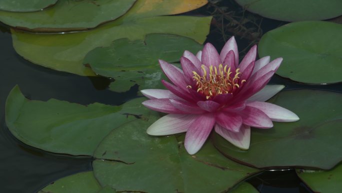 莲花 睡莲 水莲 小叶莲 红莲花