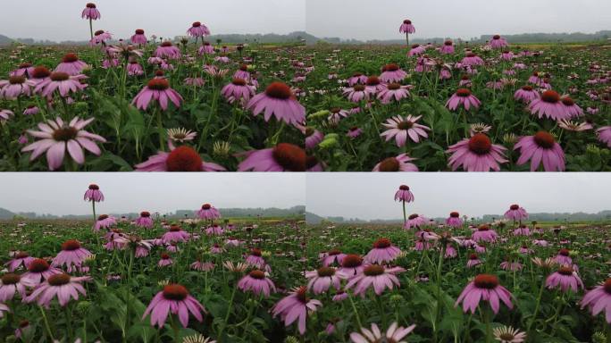 航拍 花海 紫花 格桑花 郊野 怒放