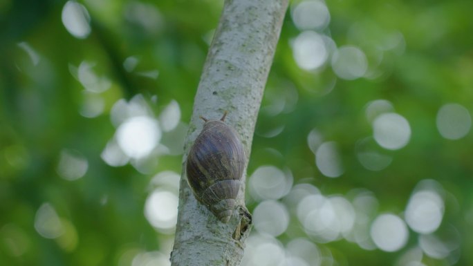 非洲蜗牛