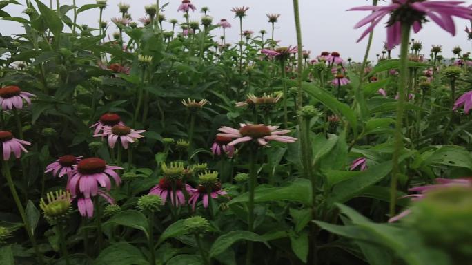 航拍 花海 紫花 格桑花 郊野 怒放