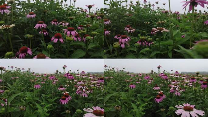 航拍 花海 紫花 格桑花 郊野 怒放