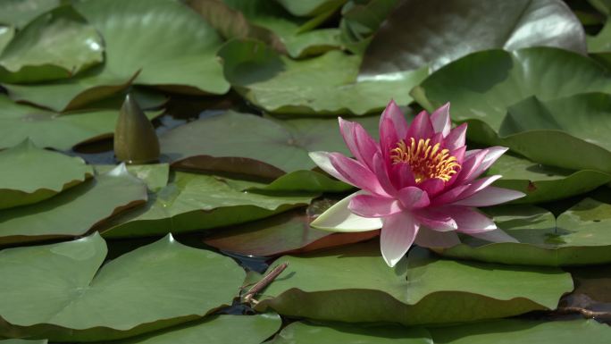 莲花 睡莲 水莲 小叶莲 红莲花