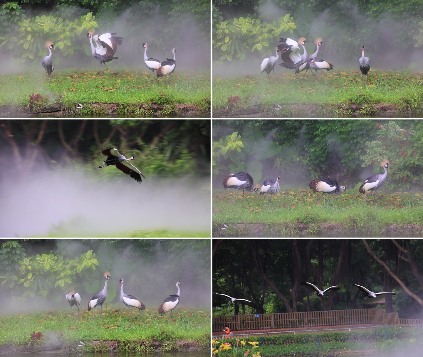 灰冠鹤在河边飞翔和行走
