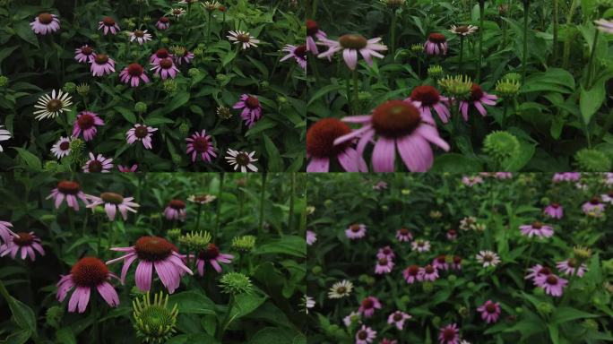 航拍 花海 紫花 格桑花 郊野 怒放