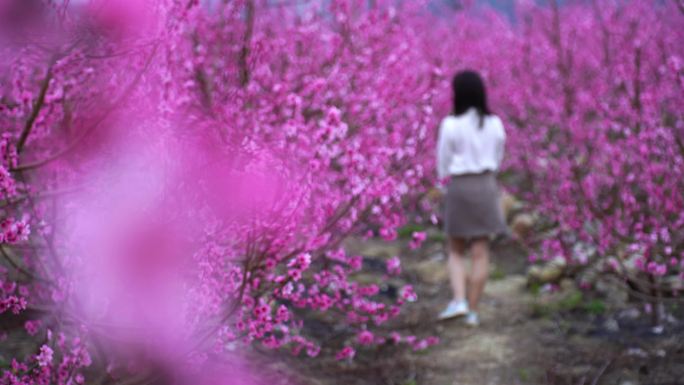 桃花 桃花林 桃花树 桃花园  桃园