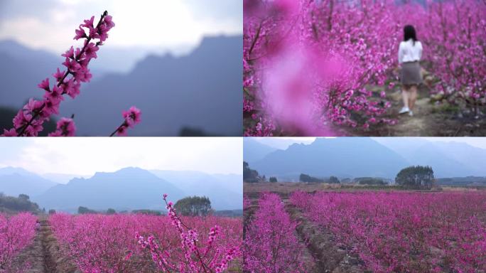 桃花 桃花林 桃花树 桃花园  桃园