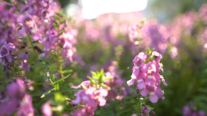 4K高清 绿植 花