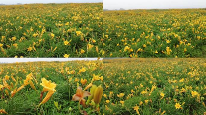 航拍 花海 黄花 郊区 郊野 怒放 远山