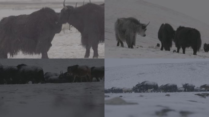 冬季下雪牦牛群