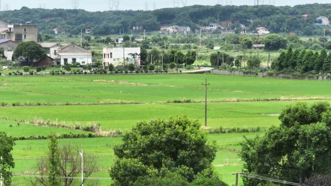 团山湖 稻田 雷锋 山水中国