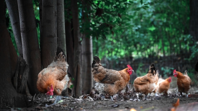 农业养殖企业散养鸡
