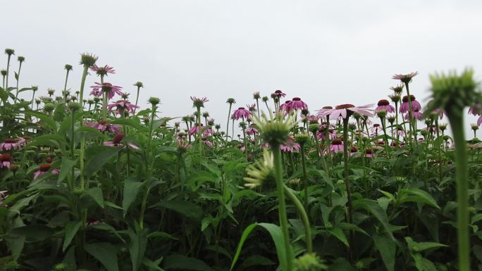 航拍 花海 紫花 格桑花 郊野 怒放