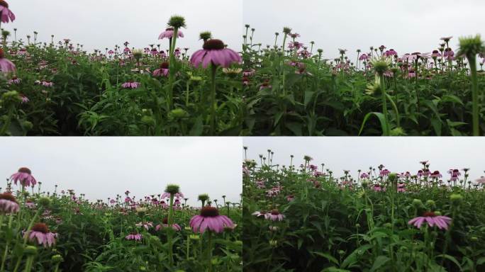 航拍 花海 紫花 格桑花 郊野 怒放