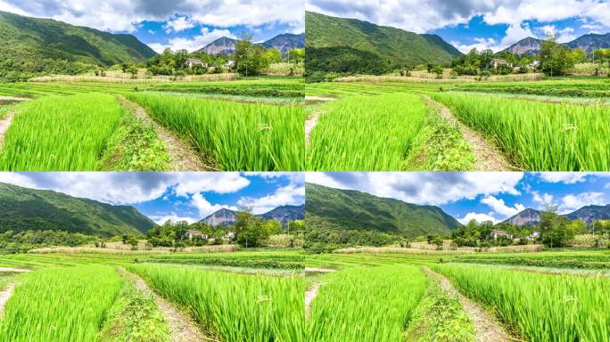 白溢坪水稻（地面）