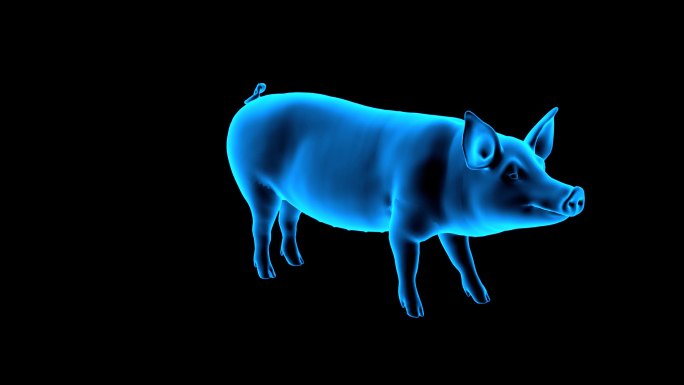 蓝色全息科技猪动画素材带通道