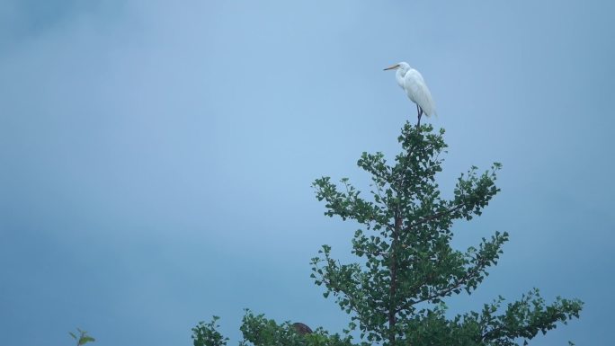 水鸟 白色 树林 园区 自然 动物