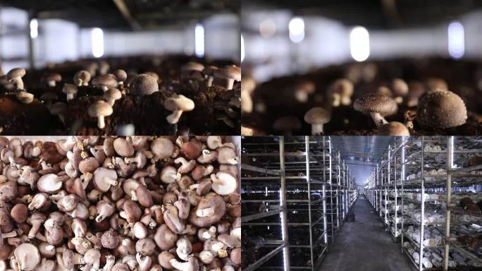 食用菌蘑菇厂房 蔬菜种植 乡村产业扶持