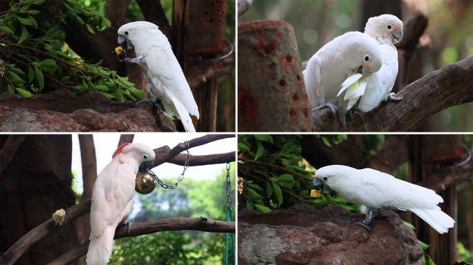 一对白色凤头鹦鹉在树枝上进食玩耍