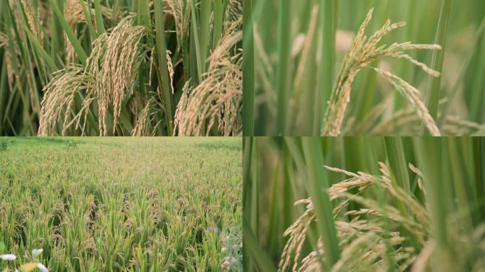 田野成熟的水稻丨4K丨原创实拍