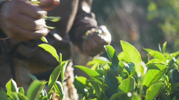 特写镜头：亚洲女农民在早上采摘小绿茶，泰国梅洪森