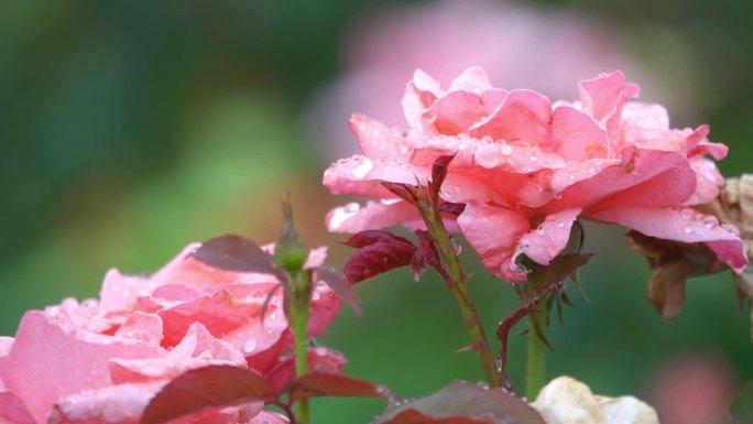 月季 花海 粉红 园林 郊野