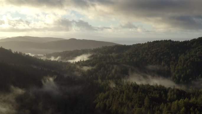 北加州红木森林：空中