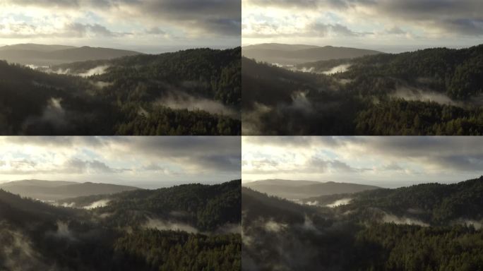 北加州红木森林：空中
