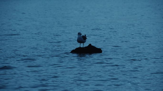 大海中孤独的鸟