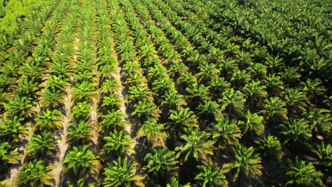 日出场景：棕榈油种植园中的无人机视图。棕榈树产品，用于生产出口油。