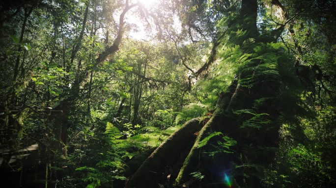 热带雨林风光风景原始森林自然生态