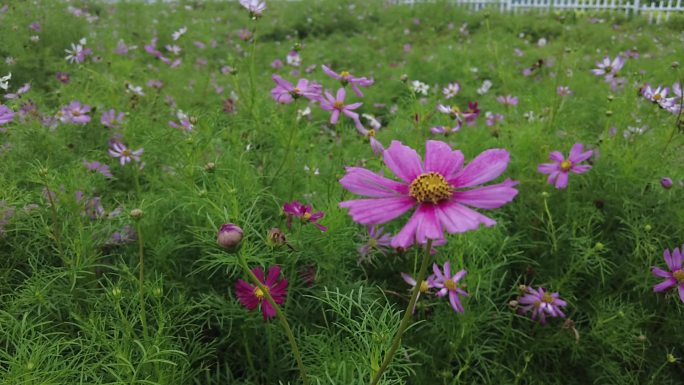 航拍 花海 紫花 格桑花 郊野 怒放