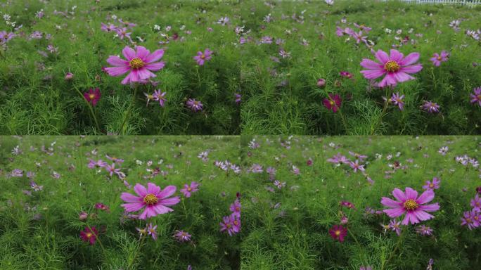 航拍 花海 紫花 格桑花 郊野 怒放