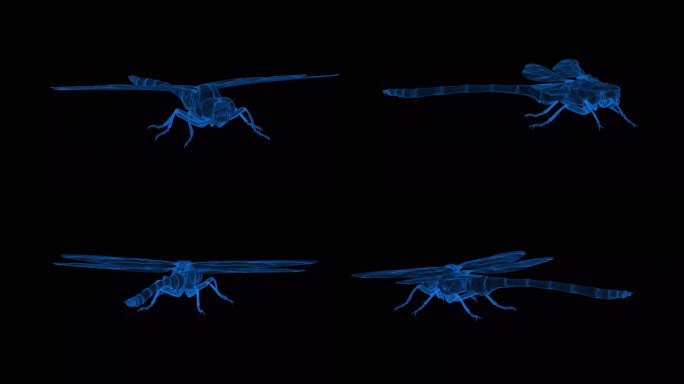 4K蓝色全息科技线框动物 蜻蜓素材带通道