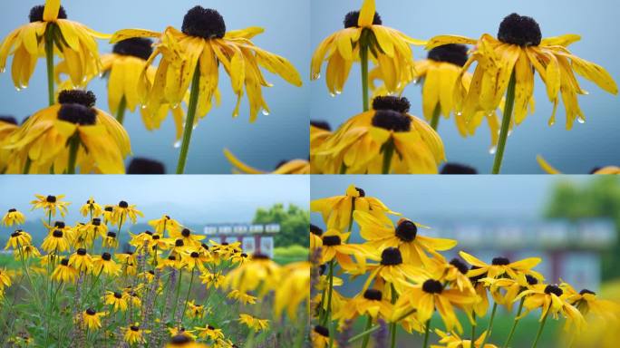 花园 花海 黄色 园林 郊野