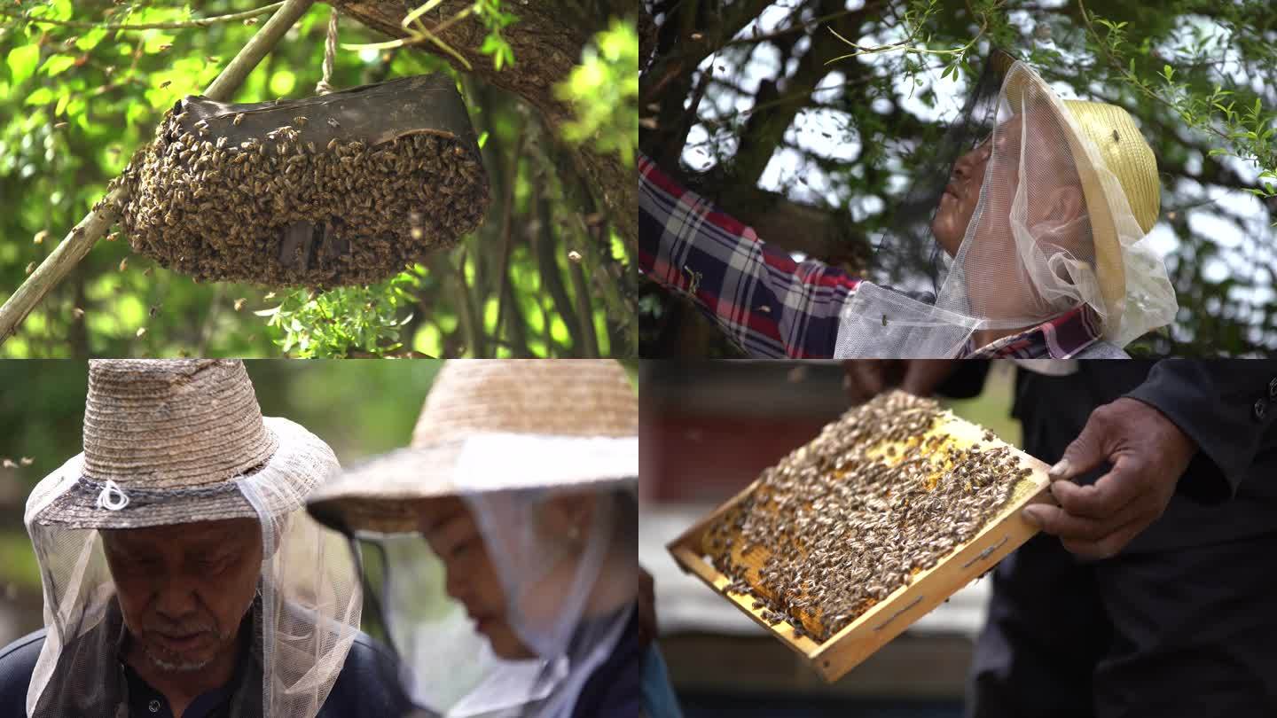 养蜂人蜜蜂