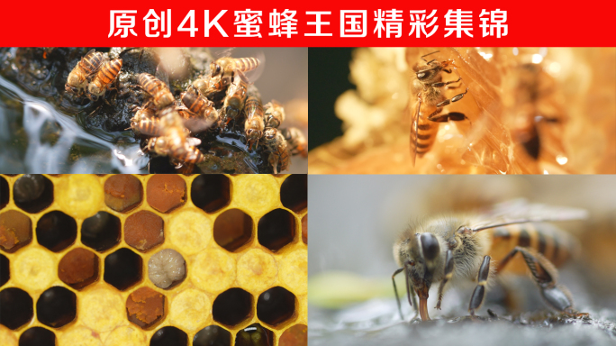 蜜蜂王国素材集锦（荐）