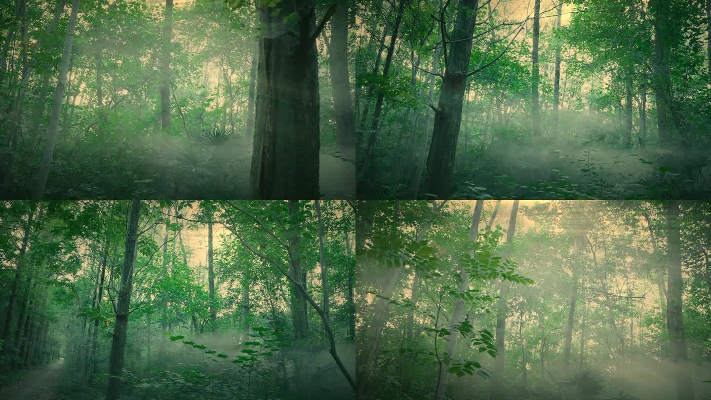 4K迷雾森林