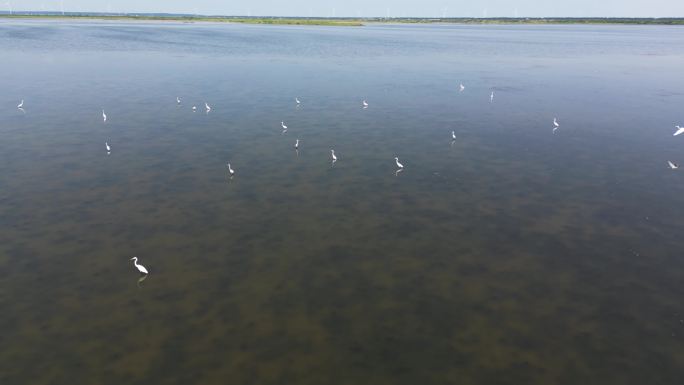 盐城湿地鸟类航拍