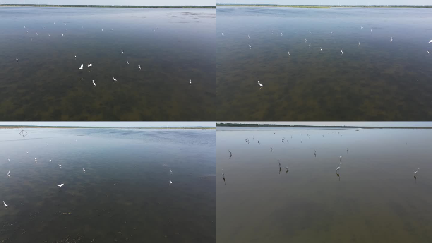 盐城湿地鸟类航拍