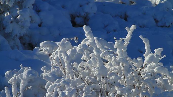 冰雪树枝