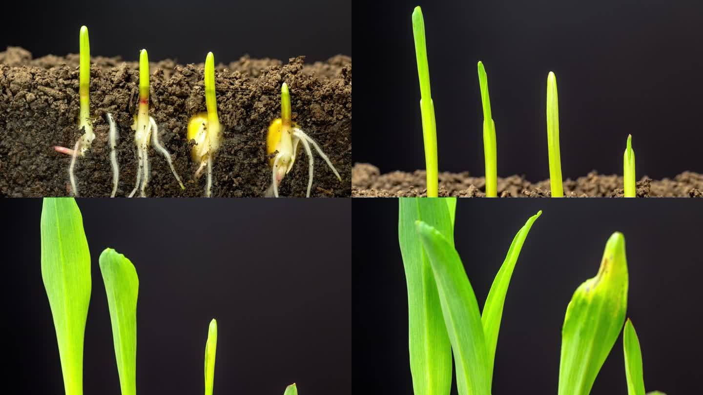 快速生长的玉米、从地球上生长的根和叶，延时视频4K分辨率剪辑。单轴线性摄像机运动。