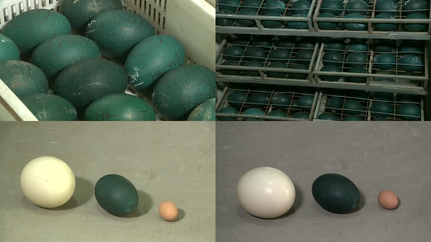 鸸鹋蛋孵化