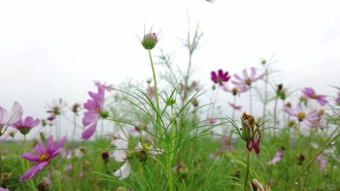 航拍 花海 紫花 格桑花 郊野 怒放