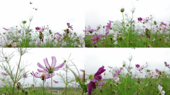 航拍 花海 紫花 格桑花 郊野 怒放