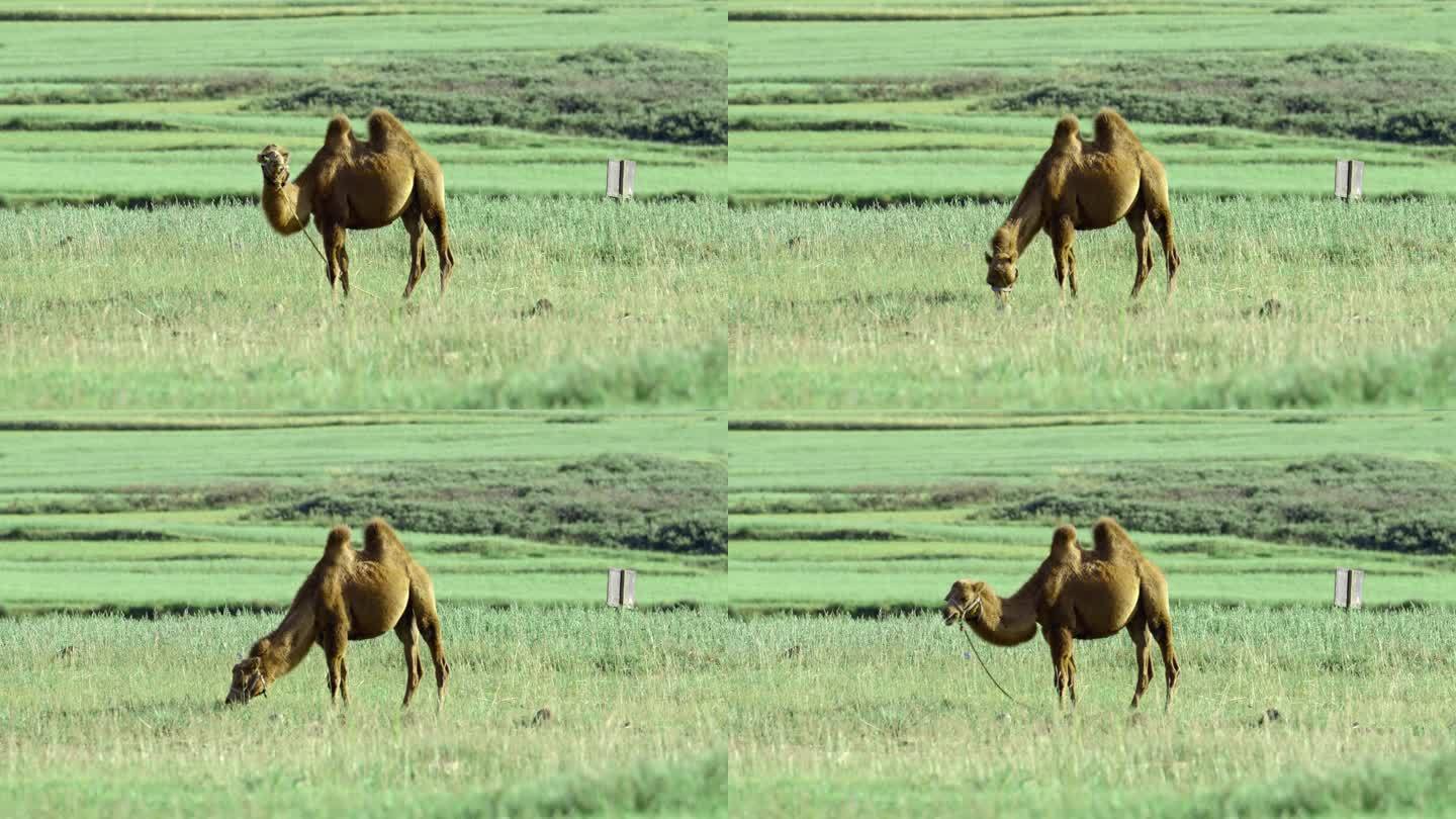 大草原骆驼/骆驼实景拍摄/4K原创 1