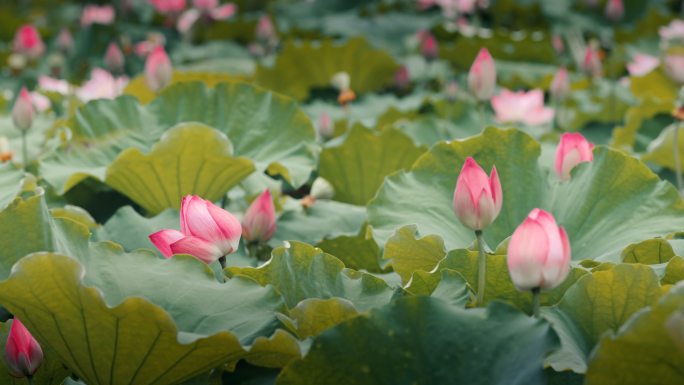 团山湖 荷花 雷锋