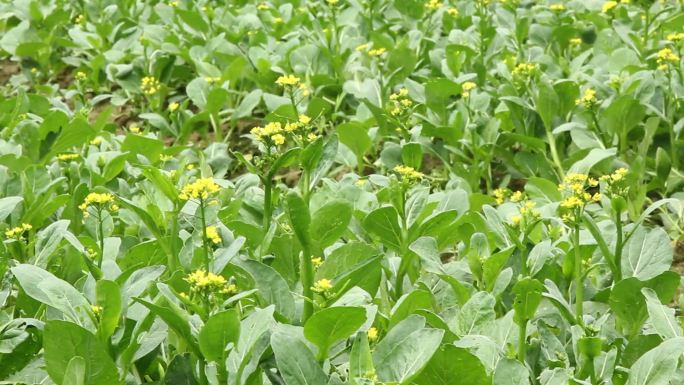 绿色蔬菜菜心蝴蝶蜜蜂飞舞不打农药