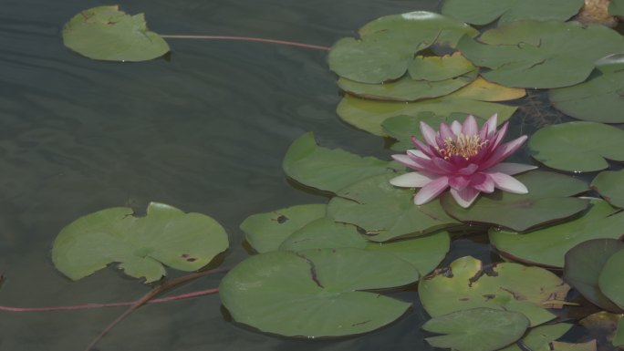 莲花 睡莲 水莲 小叶莲 红莲花