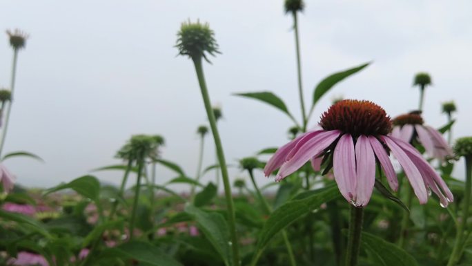 航拍 花海 紫花 格桑花 郊野 怒放